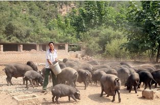 Китайский фермер вырастил свинью размером с медведя (3 фото)