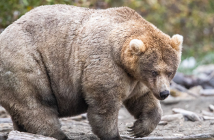 Американский национальный парк провел конкурс на самого толстого медведя (20 фото)