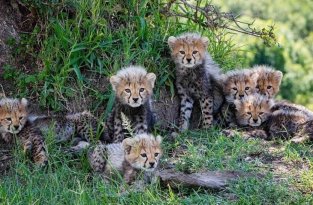 Редкая радость: плодовитая самка гепарда родила 7 детенышей (12 фото)