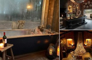 Отдых с видом на львов: первый в мире отель посреди заповедника (7 фото)