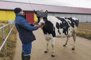 На коров с Подмосковной фермы надели VR-очки (8 фото)