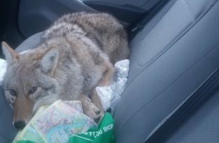 Сбитого на дороге койота приняли за собаку (4 фото + 1 видео)