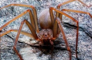 Ученые обнаружили в Мексике новый вид пауков, чей укус вызывает гниение плоти (2 фото)