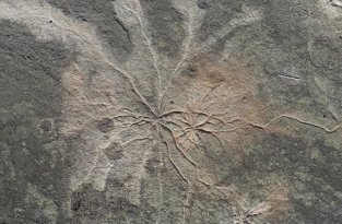 Ученые нашли древнейший ископаемый лес на планете (2 фото)