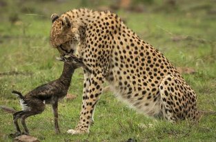 Поцелуй смерти: встреча новорожденной газели и гепарда (8 фото)