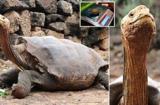 Мы славно поработали и славно отдохнем! Гигантскую черепаху-осеменителя выпустят на свободу (3 фото)