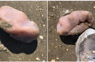 На пляже США прохожие обнаружили живое существо, похожее на мозг (3 фото)