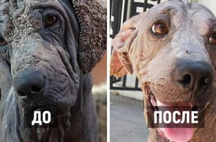 Вот что может сделать любовь и забота: 20 собак до и после спасения (22 фото)
