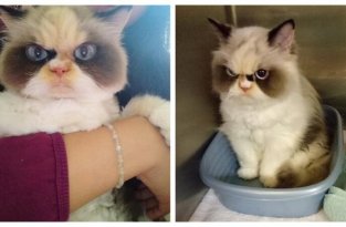 Новая Сердитая Кошка, которая выглядит даже более злой, чем ее предшественница (21 фото)