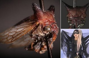 Необычную муху с остроконечными рожками назвали в честь Леди Гаги (7 фото)