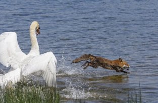 Лебедь, защищая гнездо, заставил лисицу спасаться вплавь (6 фото)
