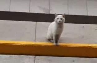 Одинокий белый кот каждый день приходил к магазину, садился у входа и чего-то ждал (3 фото + 1 видео)