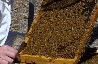 Ученые предложили использовать пчелиный яд для лечения рака груди (2 фото)