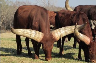 Ватусси: Почему у африканских коров гигантские рога 2,5 метра и весом до 40 кг? (6 фото)
