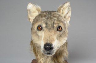 Лицо 4000-летней собаки: реконструкция (4 фото)