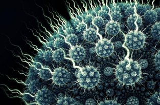 Чем отличается вирус от бактерии (1 фото)