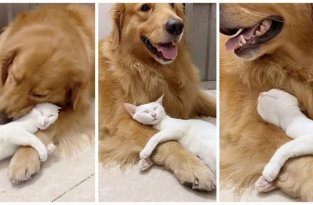 Как выглядит настоящая дружба между кошкой и собакой (4 фото)