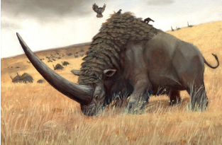 Эласмотерий: Рог размером с человека! Сверхмассивного носорога застали наши предки (5 фото)