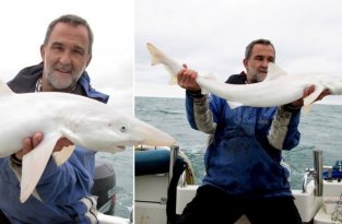 Мужчина поймал очень редкую белую акулу (2 фото)
