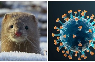 Мутировавший у датских норок коронавирус уже обнаружили у 214 пациентов (4 фото)