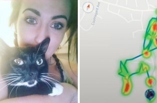 Девушка установила GPS-трекер на свою кошку и раскрыла ее тайные маршруты (5 фото)