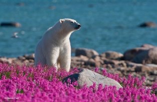 Белые медведи не только в снегу, но и в цветах (12 фото)