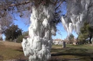 В Калифорнии за одну ночь появилась выставка ледяных скульптур, которую никто не готовил (5 фото + 1 видео)