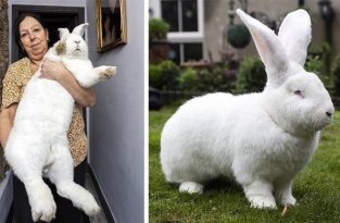 Джестер — гигантский 9-килограммовый кролик (8 фото)