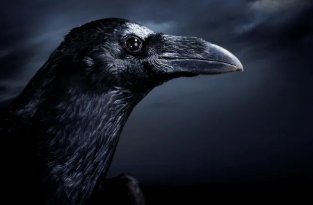 Ученые подтвердили, что вороны понимают, что такое смерть, и боятся ее (2 фото)