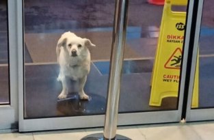 Верный пес прождал хозяина у больницы шесть дней (2 фото)