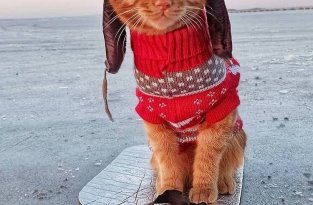 Рыжий кот Симба в шапке-ушанке, сопровождающий хозяина на рыбалке, умилил соцсети! (3 фото)