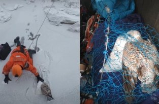 Птичку жалко: питерские спасатели вызволили дикую чайку из ледяного плена (5 фото + 1 видео)