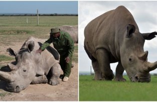 Последний шанс: ученые всеми силами пытаются спасти белых носорогов (5 фото)