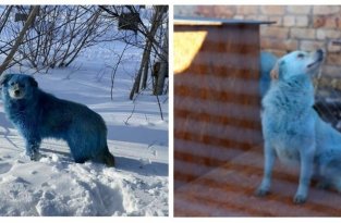 Синим собакам из Дзержинска нашли работу (5 фото)