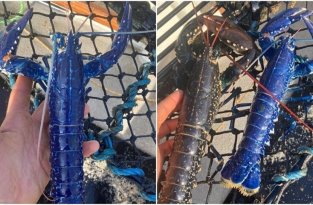 Британский рыбак поймал редчайшего синего омара (5 фото)