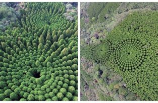 В Японии обнаружились загадочные круги из деревьев (6 фото)