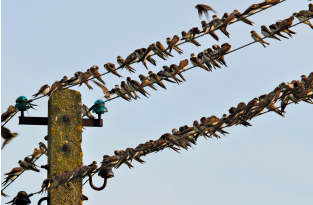 Почему птиц не бьёт током, когда они сидят на проводах под огромным напряжением? (4 фото)