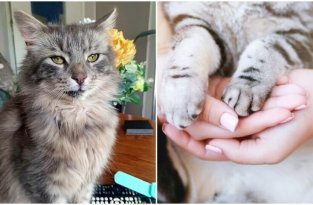 Семья из Англии нашла пропавшего кота спустя 13 лет (5 фото)