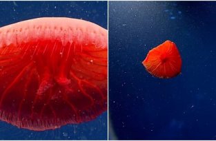 Ученые нашли в океане необычную красную медузу (4 фото)