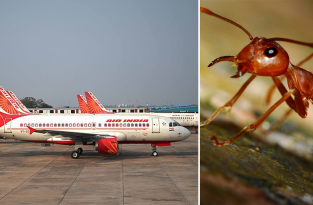 Рейс, которым летел принц Бутана, отменили из-за нашествия муравьев (3 фото)