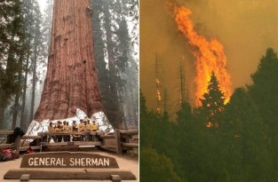 Крупнейшее в мире дерево, секвойя «генерал Шерман», может сгореть в лесном пожаре (3 фото)