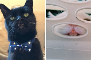 18 случаев, когда коты показали свои острые зубки и вызвали у людей неподдельное умиление (19 фото)
