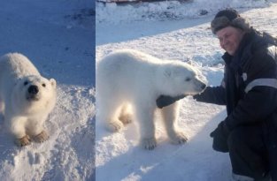 Добрая история спасения белой медведицы (4 фото)