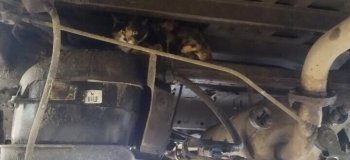 Была бобруйчанка — стала минчанка. Кошка, которая проехала 150 км под днищем авто, нашла себе дом (3 фото)