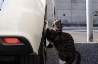 Мир котов глазами японского фотографа Масаюки Оки (18 фото)