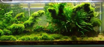 Самодельный аквариумный фильтр (18 фото)