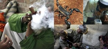 Курение скорпионов – опасное «развлечение» Среднего Востока, о котором мало кто знал (9 фото)