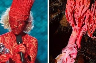 Леди Гага - гриб? (21 фото)
