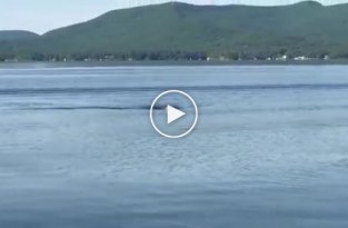 Белоголовый орлан проплыл по озеру в стиле баттерфляй