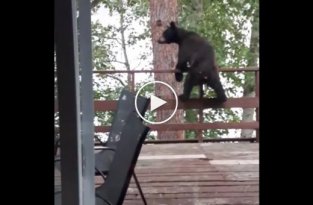 Медведь эффектно прыгнул с террасы на дерево